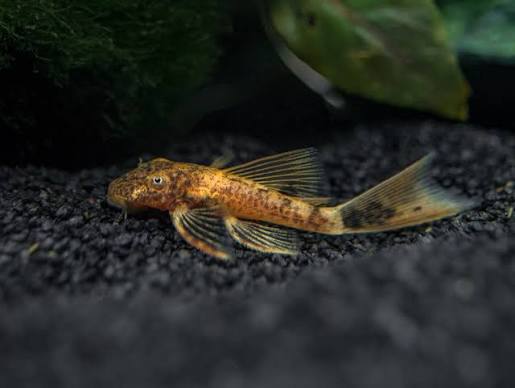 BUY 2 GET 1 FREE Bristlenose - Calico Long Fin