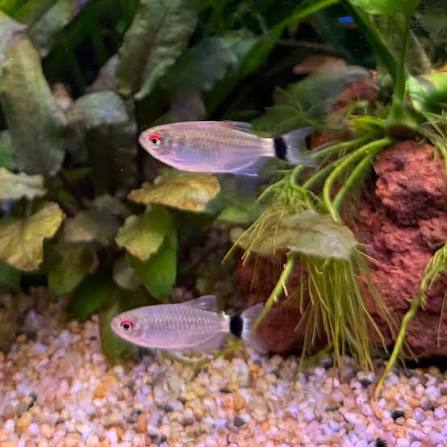 Tetra - Lampeye Red Eye 4-5cm