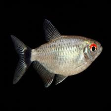 Tetra - Lampeye Red Eye Balloon 3-4cm