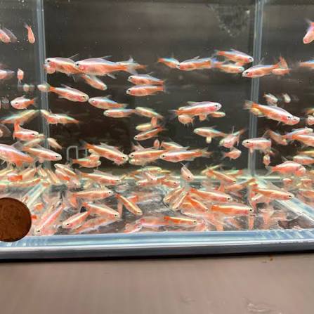 Rare Tetra - Albino Cardinal
