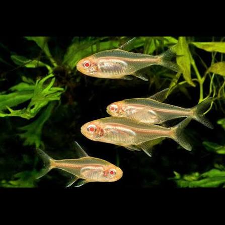Rare Tetra - Albino Glowlight 2.5cm