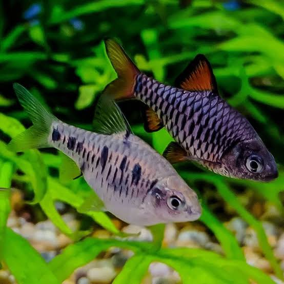 Barb - Checkered Barb 2-3cm