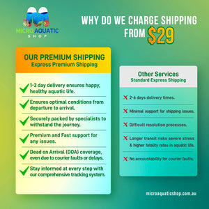 Platies – Glowlight Sunset Platy (Xiphophorus maculatus) 2-3cm Micro Aquatic Shop