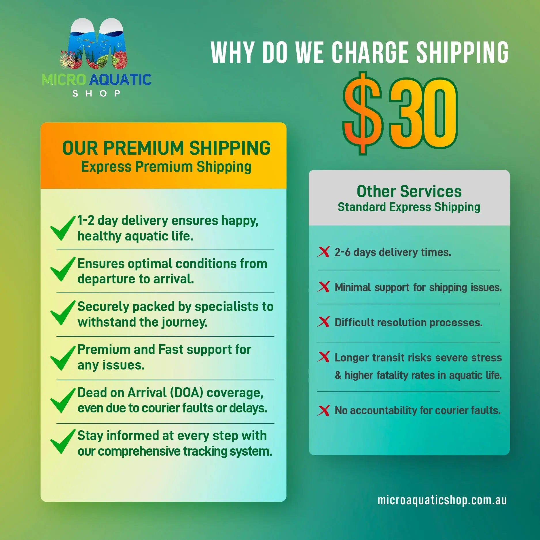 Barb - Cherry Longfin Micro Aquatic Shop