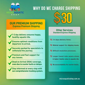 African Cichlid – Lion Head Cutie 6cm Micro Aquatic Shop