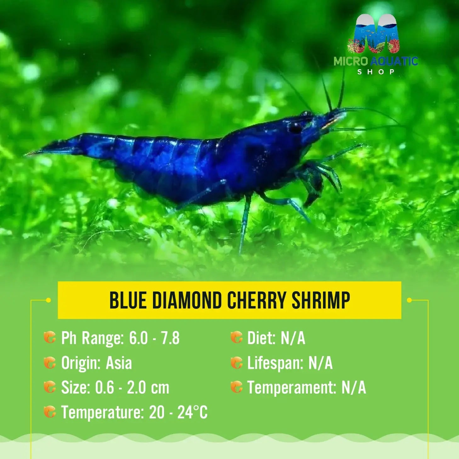 Blue Diamond Cherry Shrimp Micro Aquatic Shop