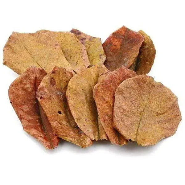 INDIAN ALMOND LEAVES /CATAPPA LEAVES / KETAPANG LEAVES