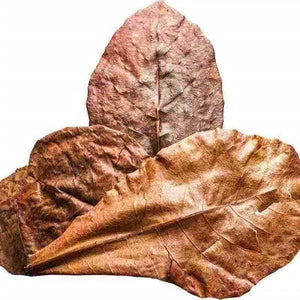 INDIAN ALMOND LEAVES /CATAPPA LEAVES / KETAPANG LEAVES