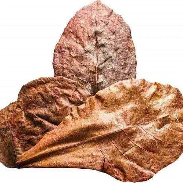 INDIAN ALMOND LEAVES /CATAPPA LEAVES / KETAPANG LEAVES