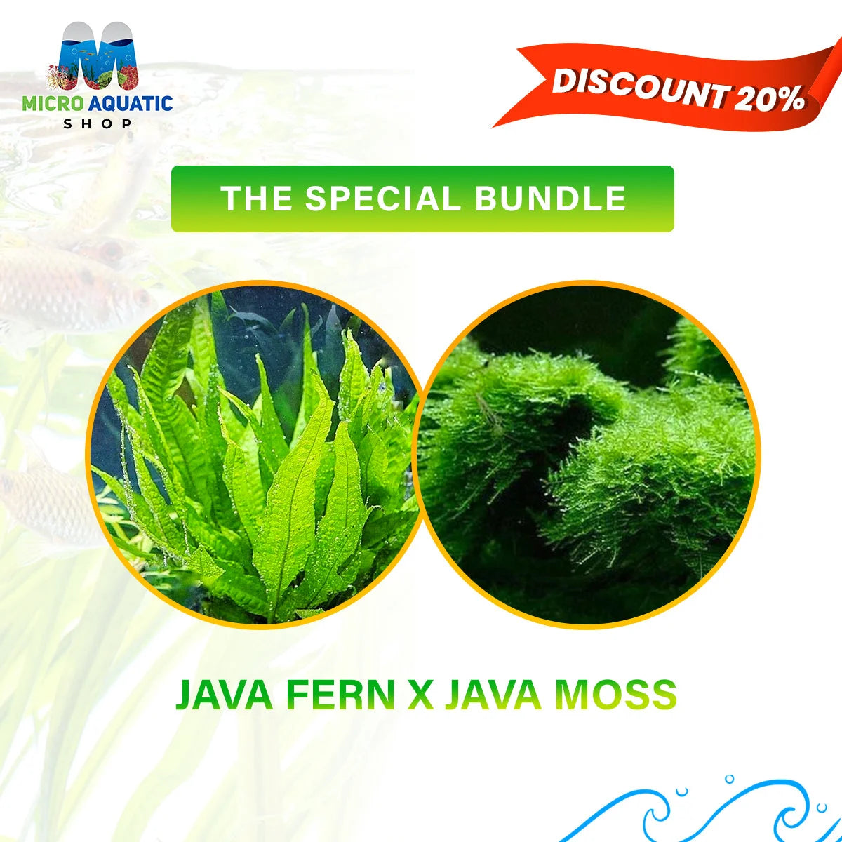 Java Fern x Java Moss: The Special Bundle – Micro Aquatic Shop