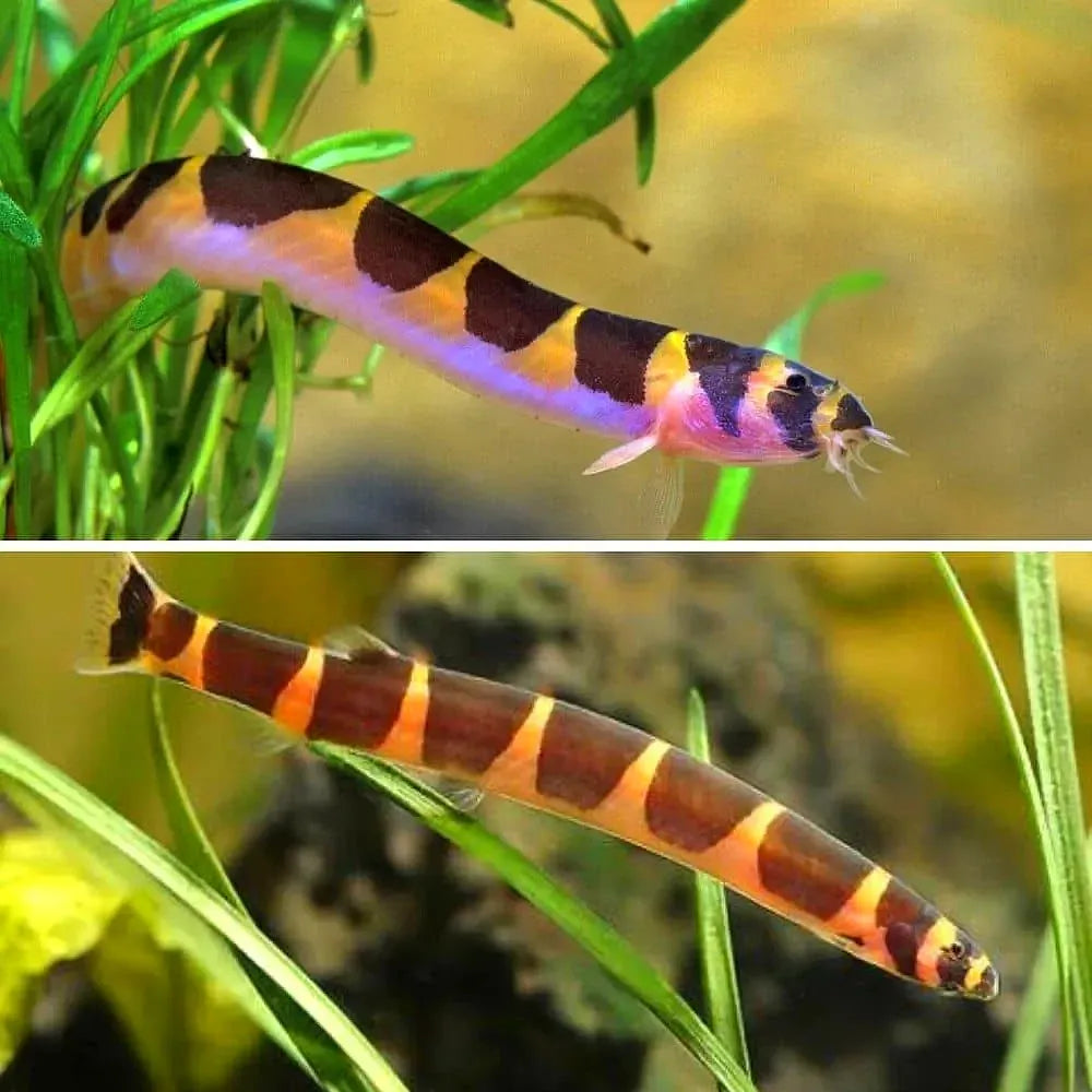Kuhli loach online freshwater fish