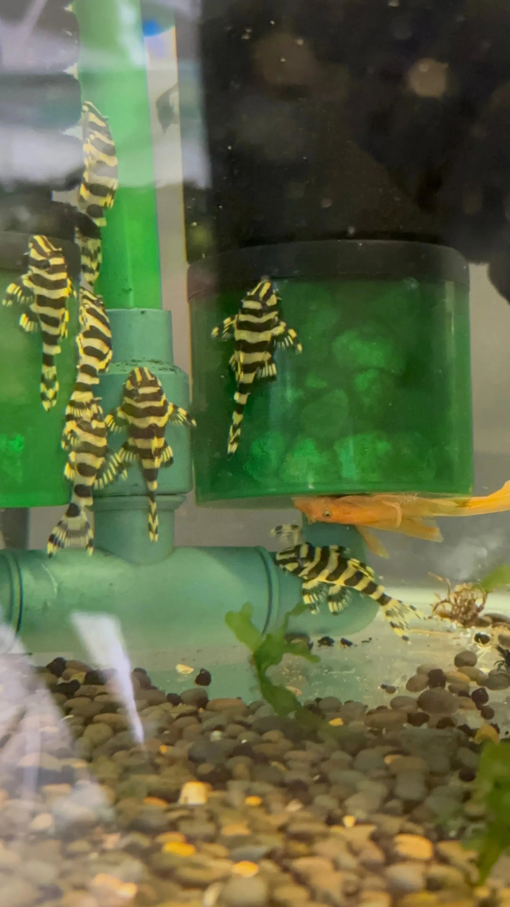 L134 LEOPARD FROG PLECO