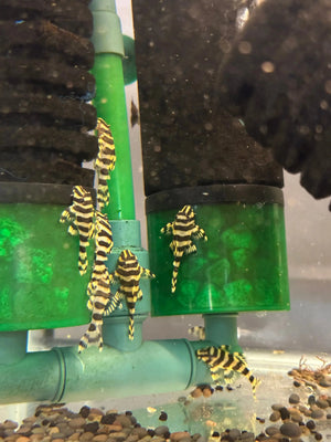 L134 LEOPARD FROG PLECO