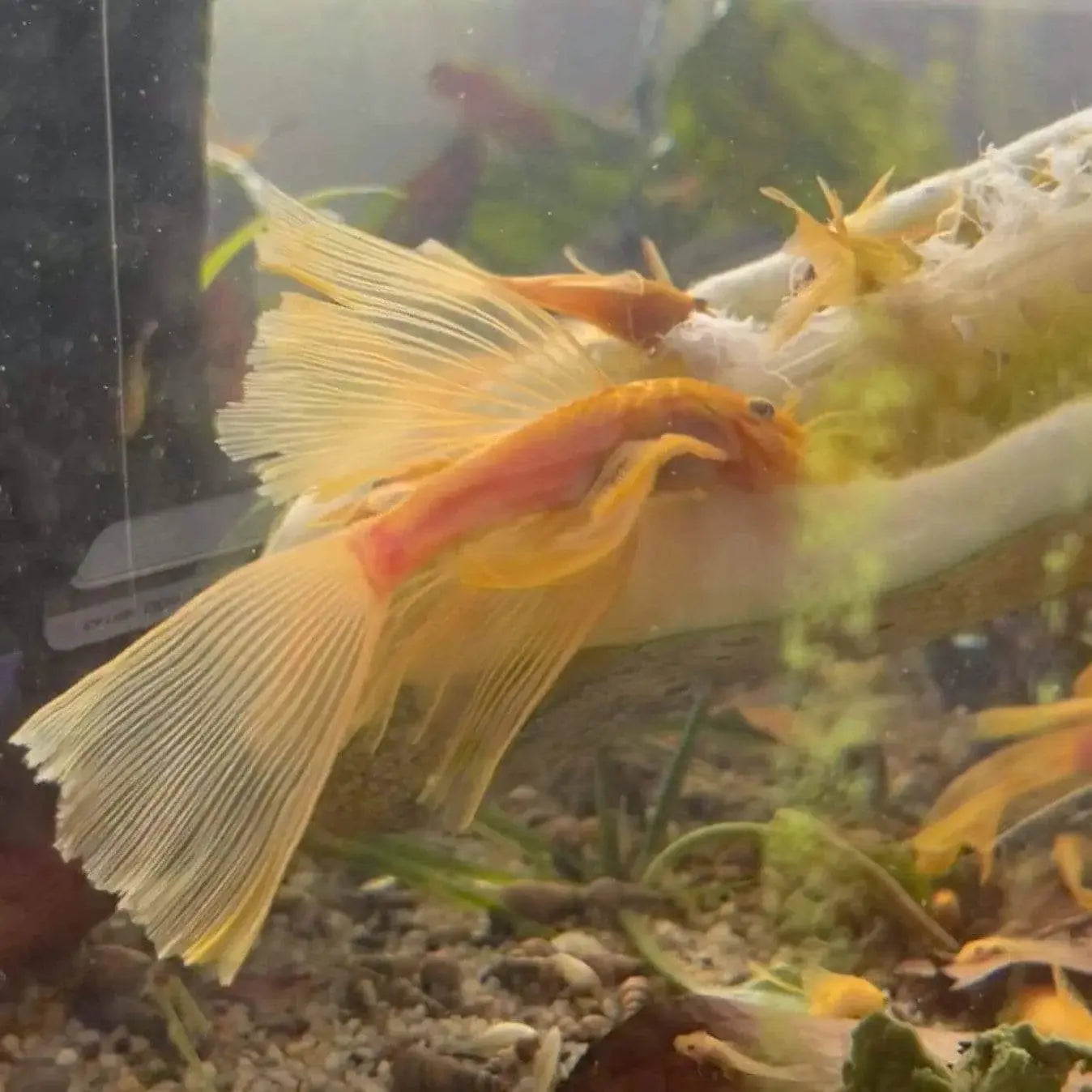 L144 Blue Eye Lemon Bristlenose Pleco - Rare