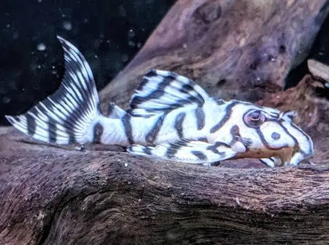 L236 Super White Pleco AGrade