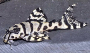 L236 Super White Pleco AGrade