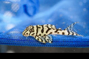 L236 Super White Pleco AGrade