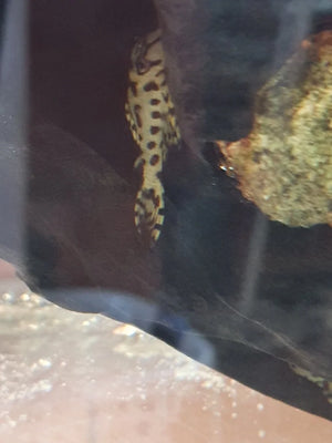 L236 Super White Pleco AGrade