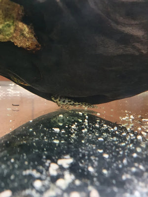 L236 Super White Pleco AGrade