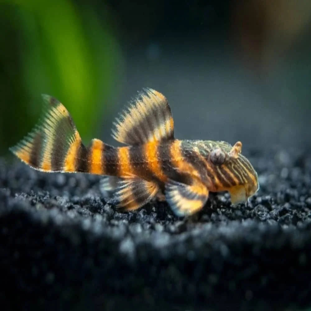 L397 Alenquer Tiger Pleco 3cm