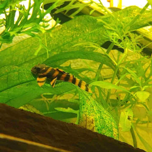L397 Alenquer Tiger Pleco 3cm