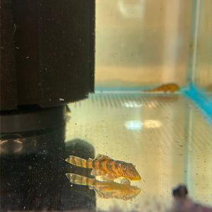 L397 Alenquer Tiger Pleco 3cm