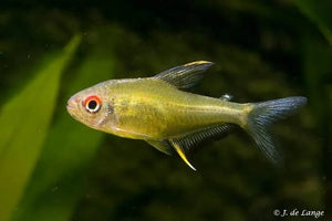 Lemon Tetra