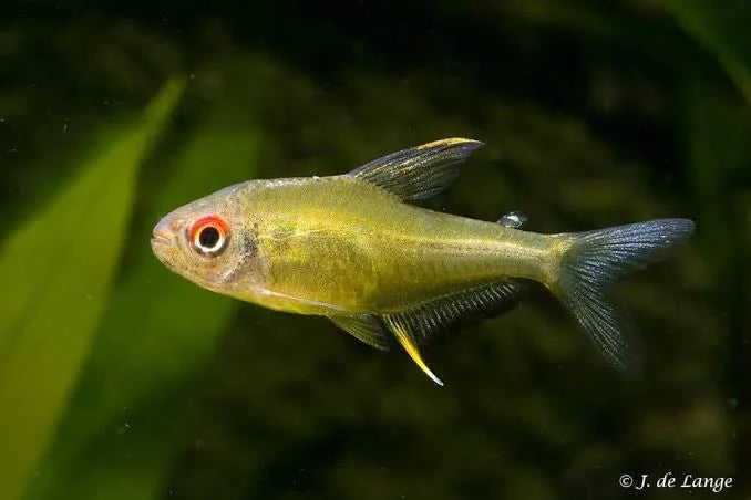 Lemon Tetra