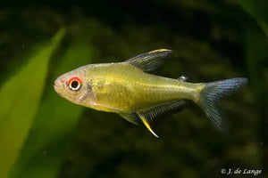 Lemon Tetra