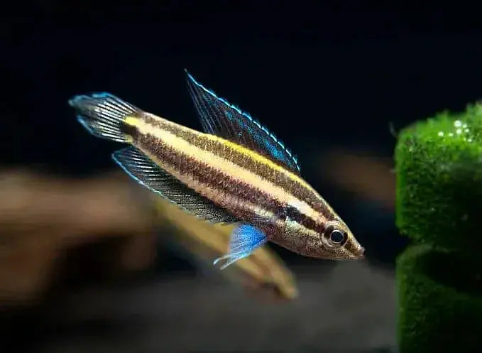 Licorice Gourami (Osphromenus deissneri)