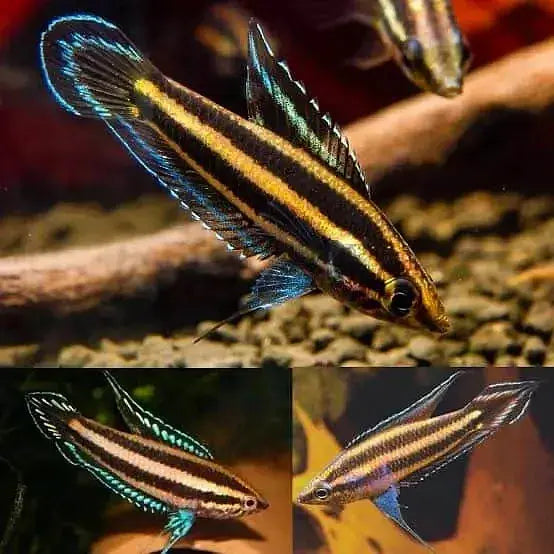 Licorice Gourami (Osphromenus deissneri)