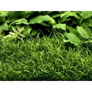 Lilаeорsis brаsiliensis - Brazilian Micro Sword