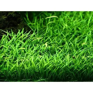 Lilаeорsis brаsiliensis - Brazilian Micro Sword