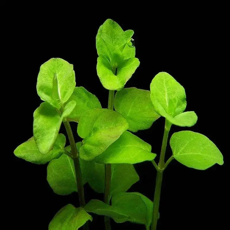 Lindernia green - Baby Tears