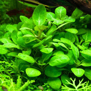 Dwarf Cardinal flower- Lobelia cardinalis Mini