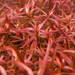 Ludwigia brevipes - Long Eames
