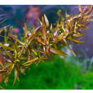 Ludwigia brevipes - Long Eames