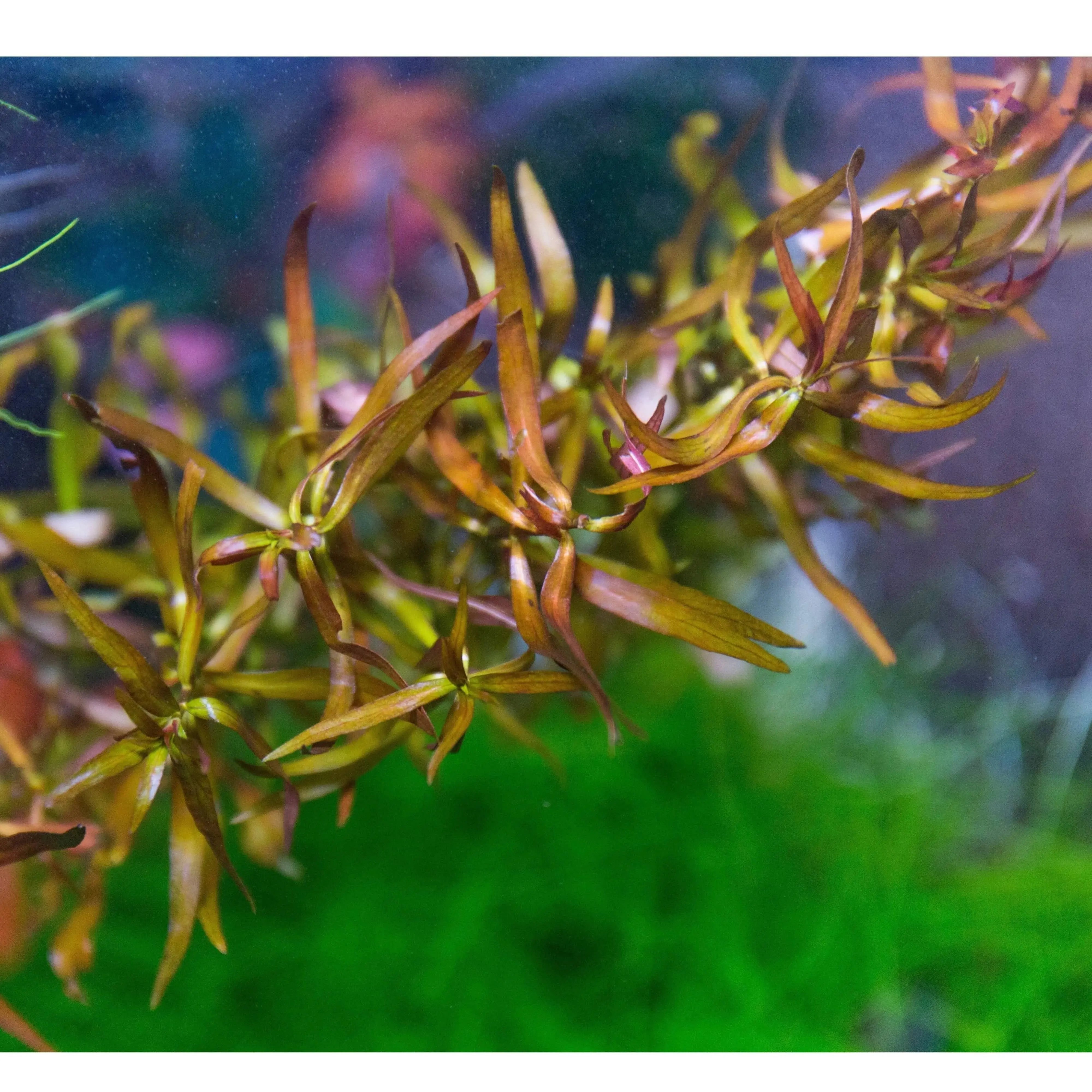 Ludwigia brevipes - Long Eames