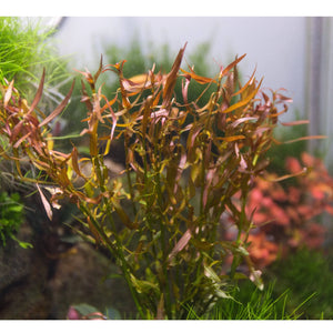 Ludwigia brevipes - Long Eames