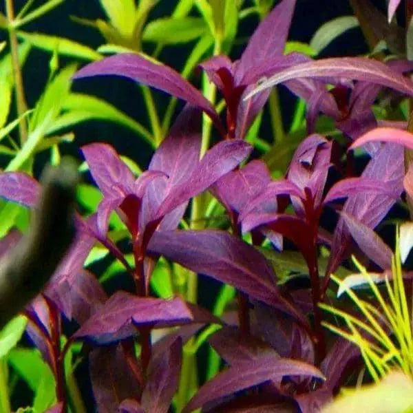 Ludwigia glandulosa Micro Aquatic Shop