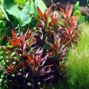 Ludwigia Glandulosa - Cylindricfruit Primrose-Willow