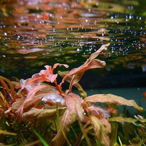 Ludwigia Inclinata var. Cuba