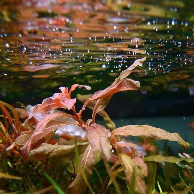 Ludwigia Inclinata var. Cuba