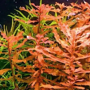 Ludwigia Inclinata var. Cuba