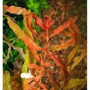 Ludwigia Inclinata var. Cuba