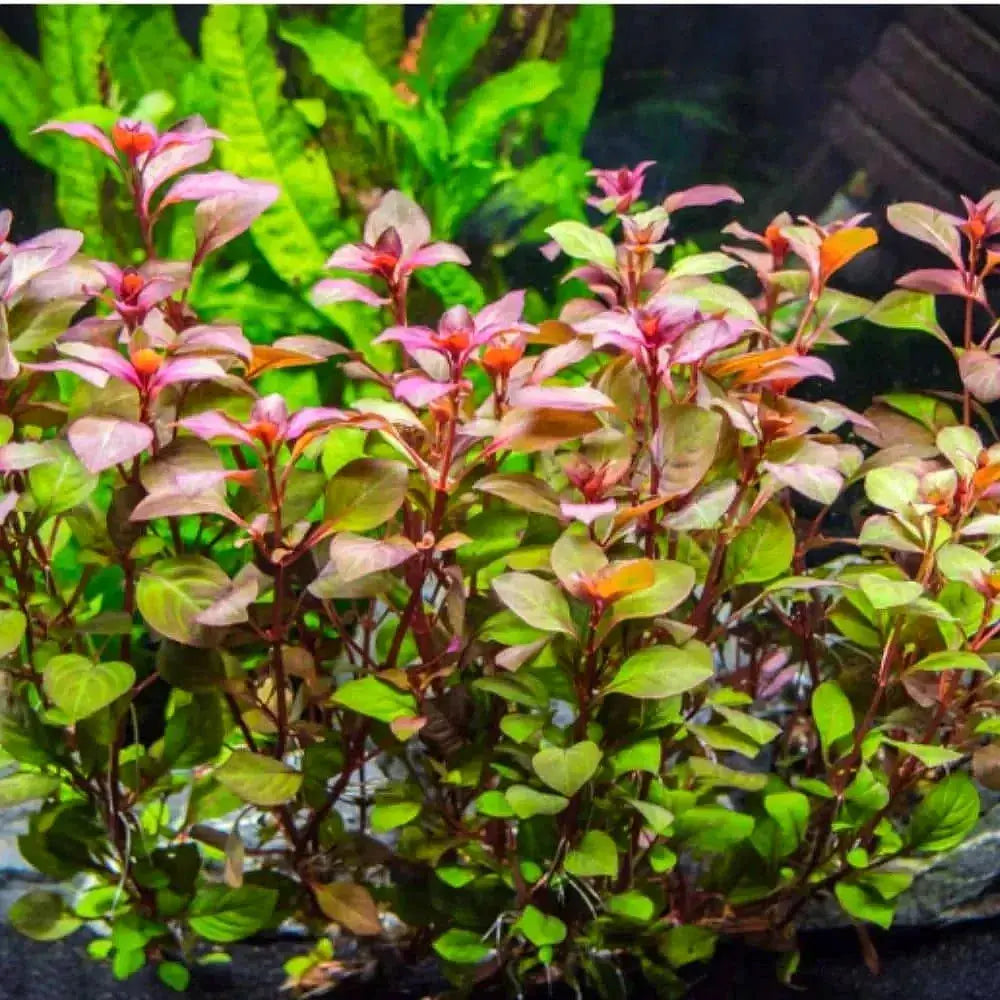 Ludwigia Natans