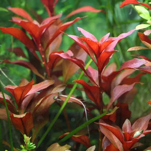 Ludwigia repens ‘rubin’ - Ruby Ludwigia