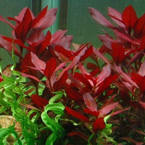Ludwigia repens ‘rubin’ - Ruby Ludwigia