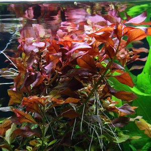 Ludwigia repens ‘rubin’ - Ruby Ludwigia