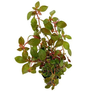Ludwigia repens ‘rubin’ - Ruby Ludwigia